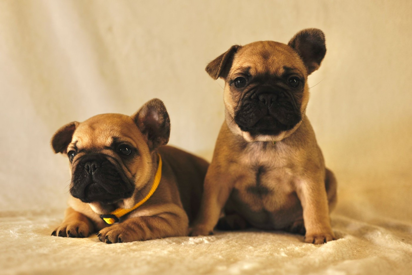 Carnet Rose à l'élevage