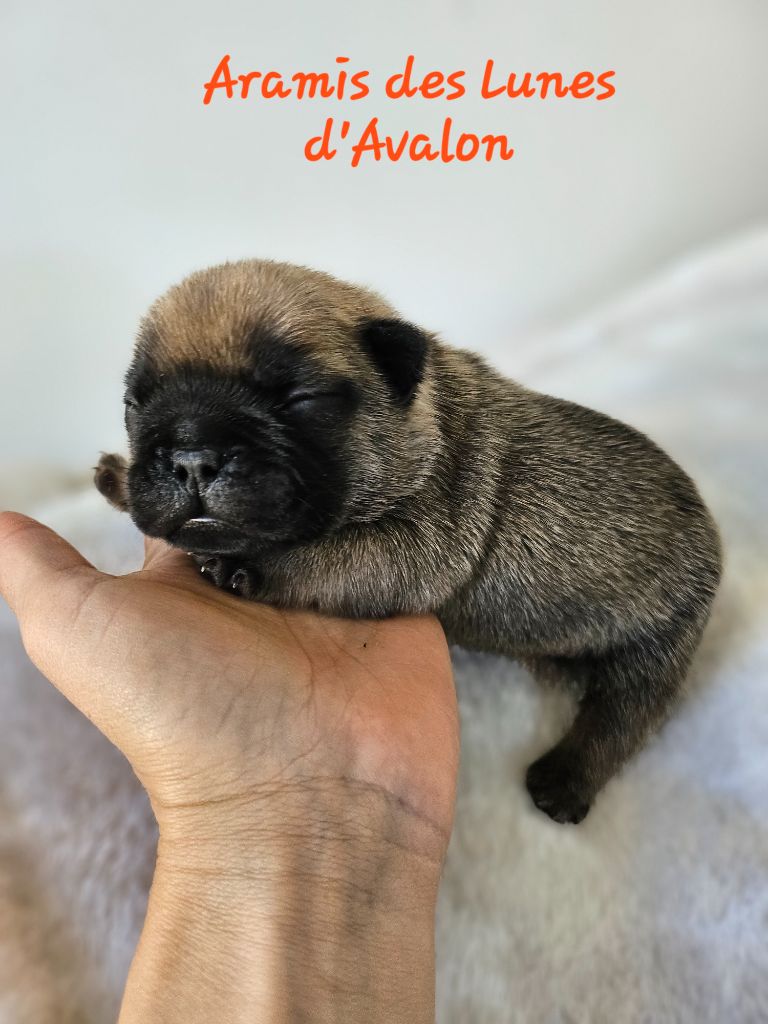 Des Lunes D'Avalon - Chiots disponibles - Bouledogue français