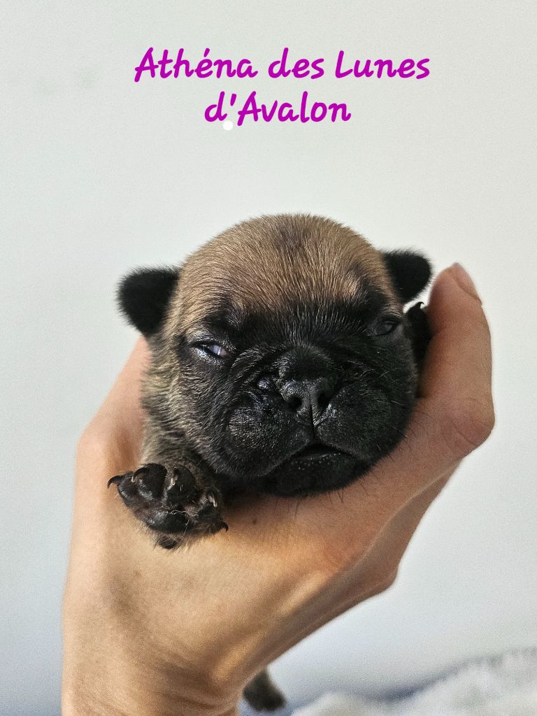 Des Lunes D'Avalon - Chiots disponibles - Bouledogue français
