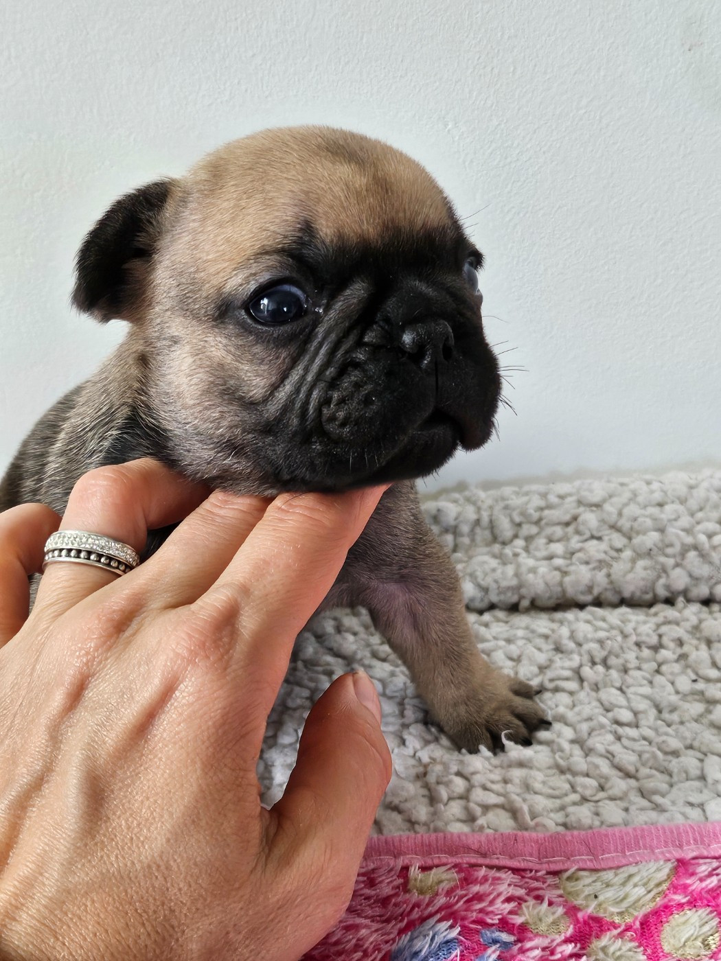 Des Lunes D'Avalon - Chiots disponibles - Bouledogue français