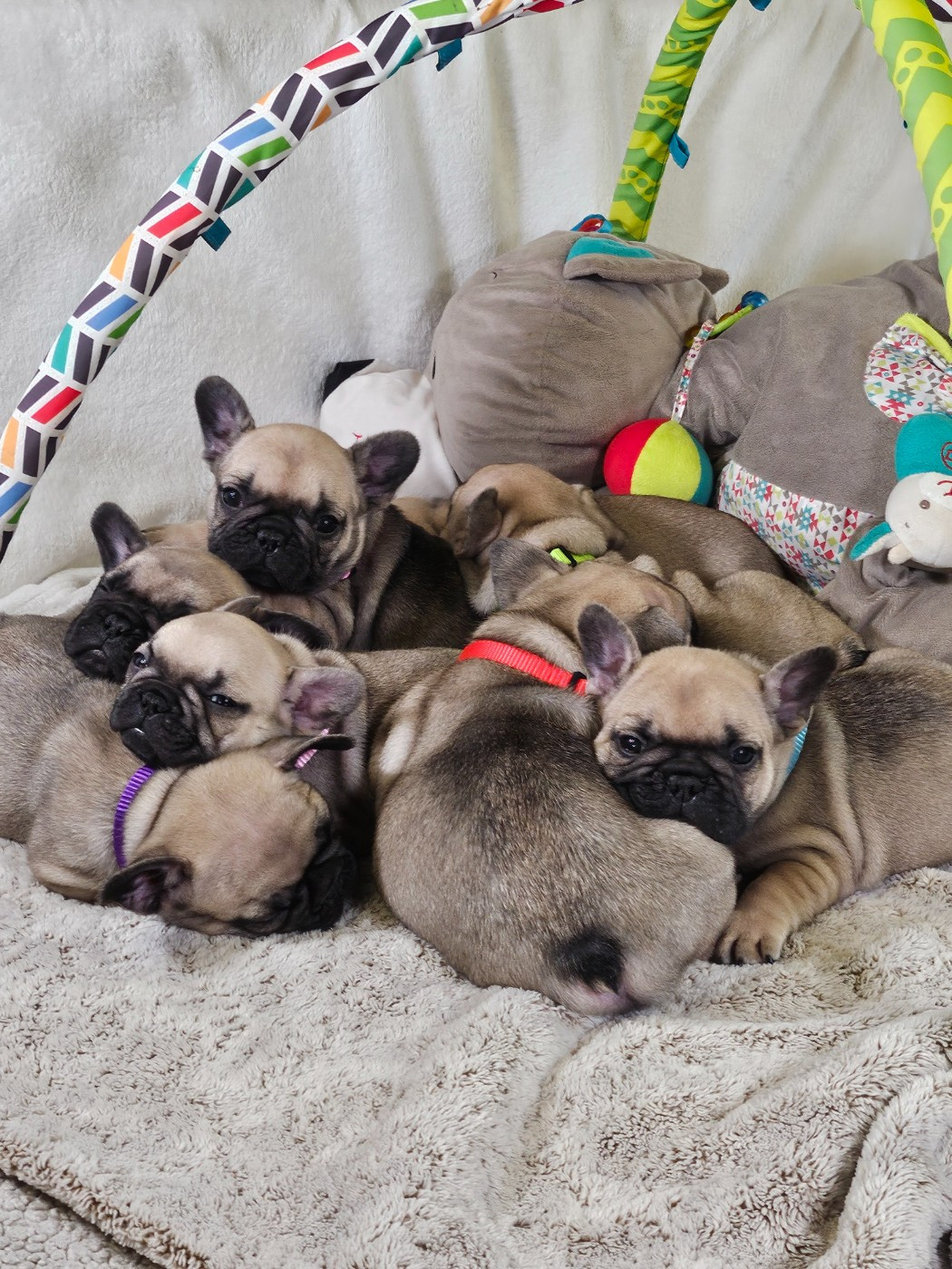 Chiot Bouledogue français Des Lunes D'Avalon
