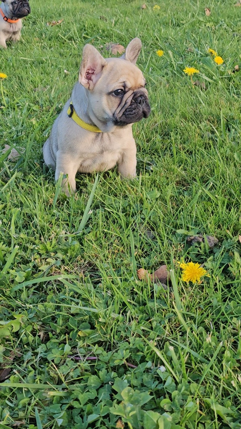 Des Lunes D'Avalon - Chiots disponibles - Bouledogue français