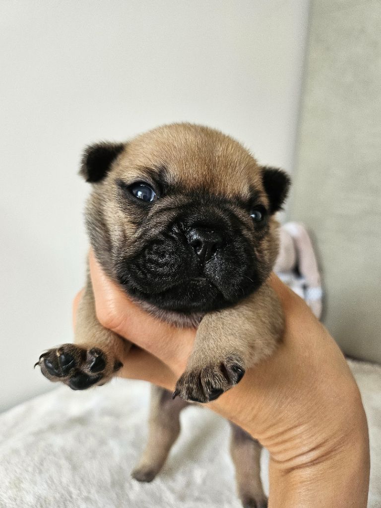 Des Lunes D'Avalon - Chiots disponibles - Bouledogue français