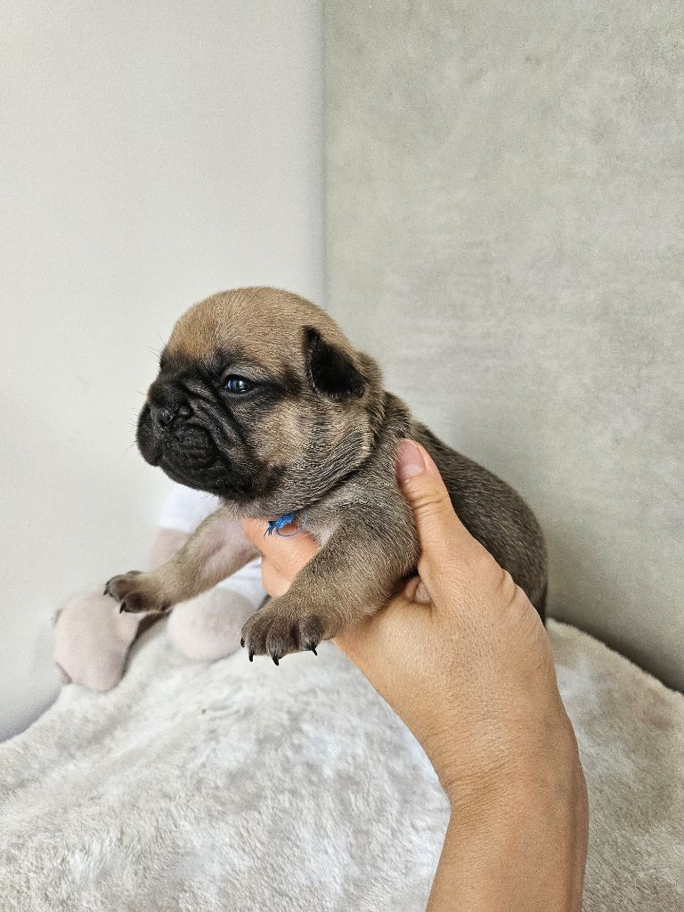 Des Lunes D'Avalon - Chiots disponibles - Bouledogue français