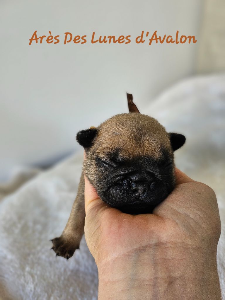Des Lunes D'Avalon - Chiots disponibles - Bouledogue français