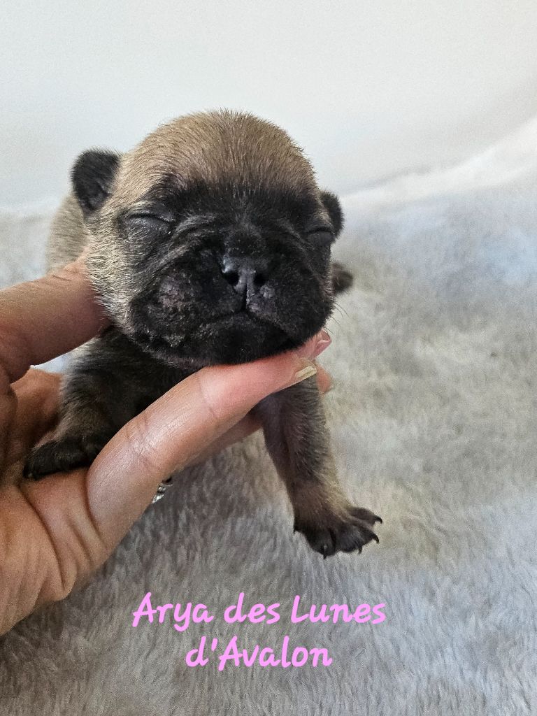 Des Lunes D'Avalon - Chiots disponibles - Bouledogue français