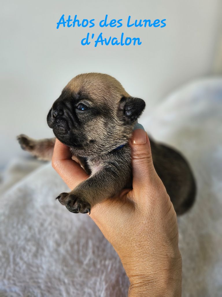 Des Lunes D'Avalon - Chiots disponibles - Bouledogue français
