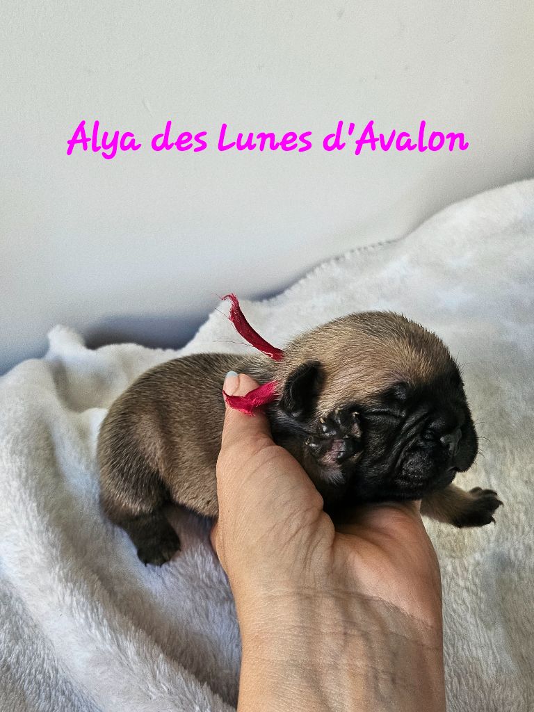 Des Lunes D'Avalon - Chiots disponibles - Bouledogue français