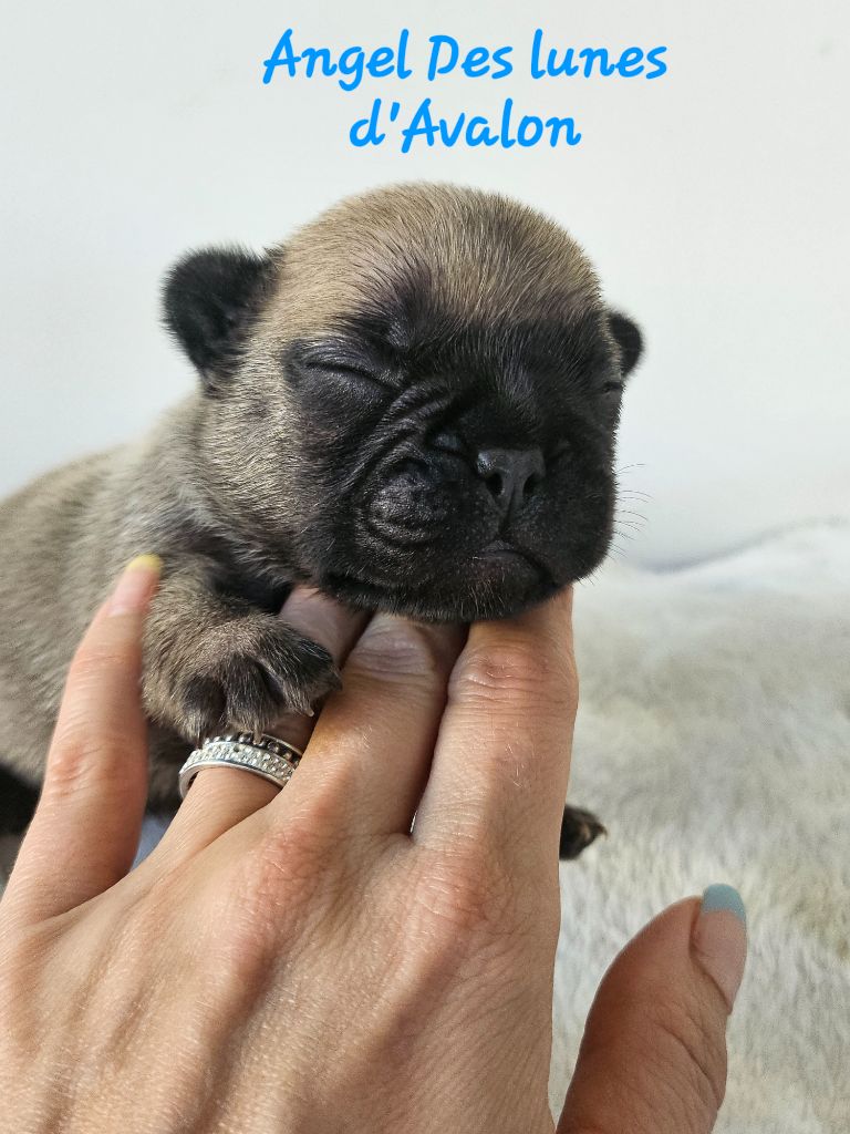 Des Lunes D'Avalon - Chiots disponibles - Bouledogue français