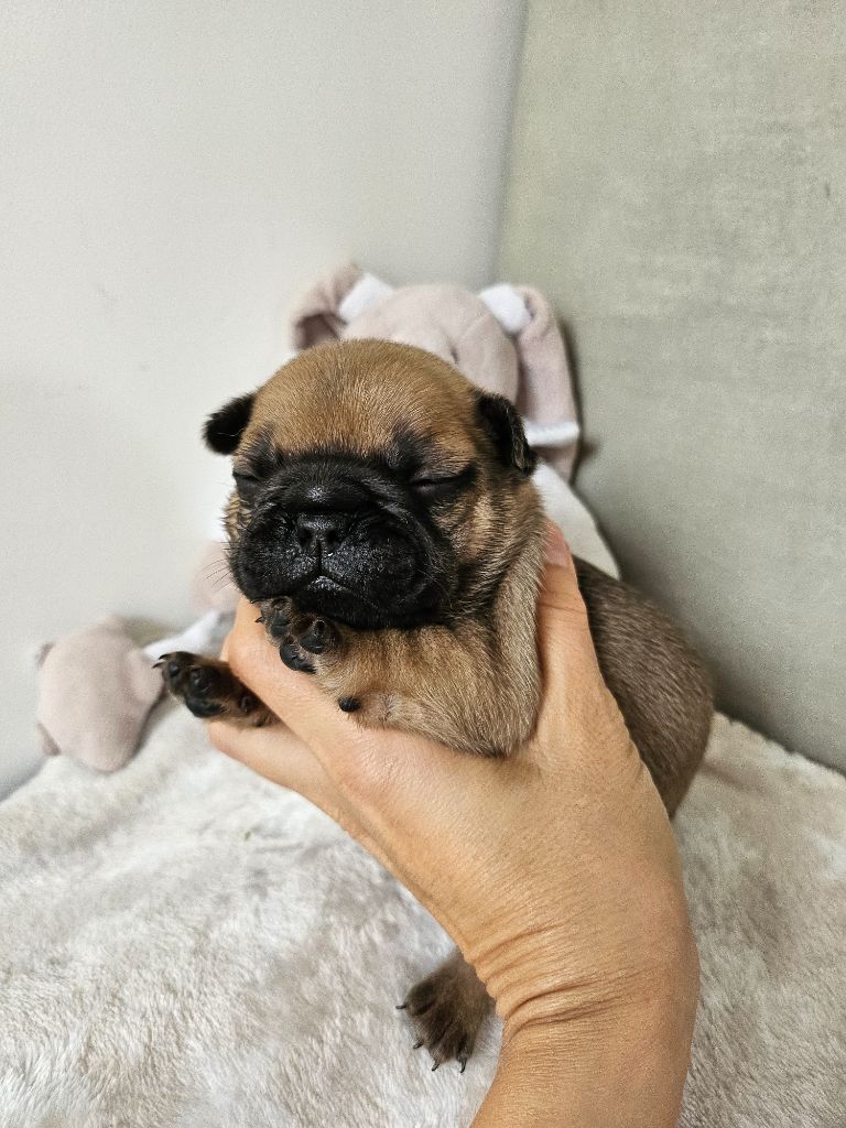 Des Lunes D'Avalon - Chiots disponibles - Bouledogue français