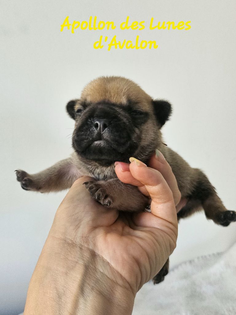 Des Lunes D'Avalon - Chiots disponibles - Bouledogue français