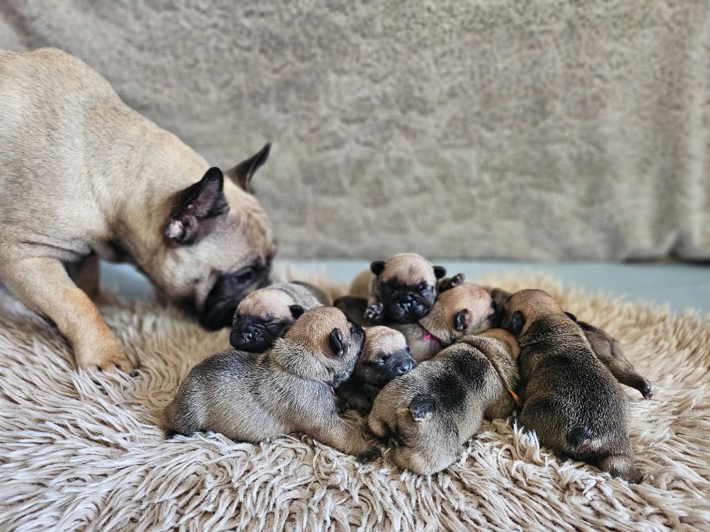 Chiot Bouledogue français Des Lunes D'Avalon