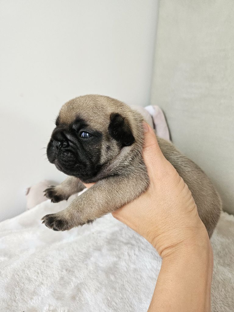 Des Lunes D'Avalon - Chiots disponibles - Bouledogue français